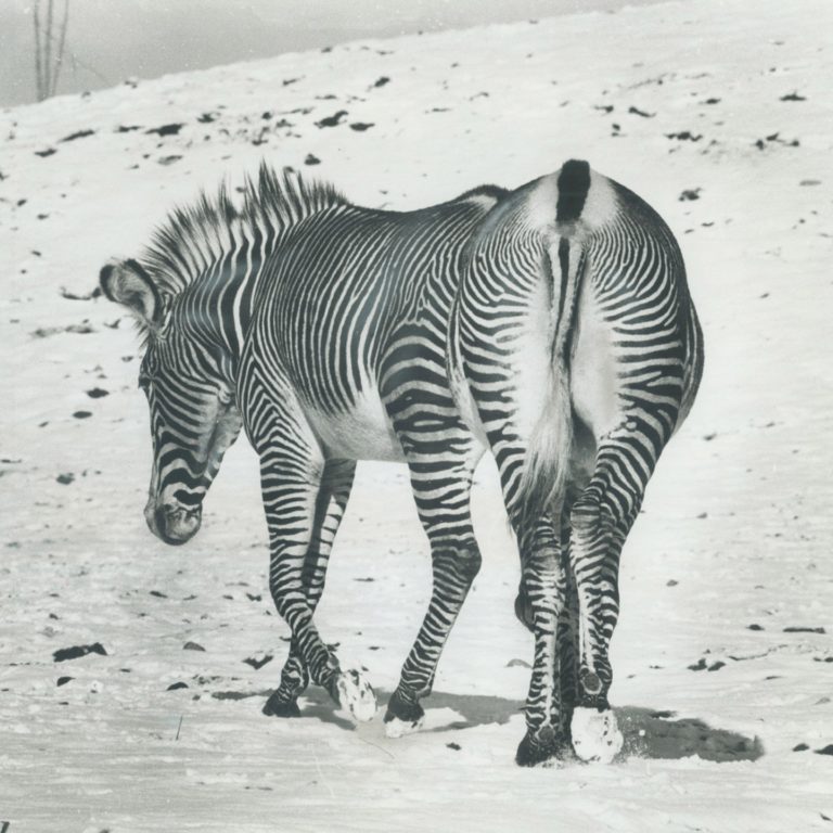 Ein Zebra geht durch eine schneebedeckte Landschaft, von hinten gesehen.