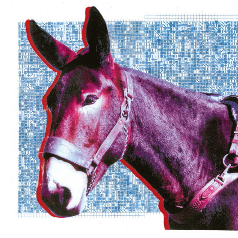 Nahaufnahme eines Maultiers mit Zaumzeug vor blauem geometrischem Hintergrund.