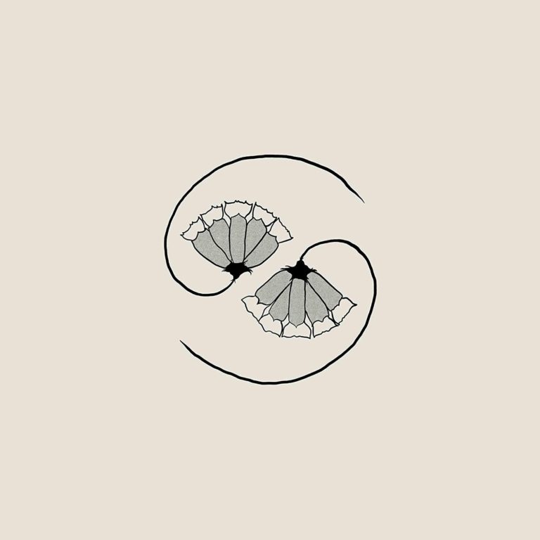 Zwei stilisierte Mohnblumen in monochromem Grau, spiralförmig miteinander verbunden, auf cremefarbenem Hintergrund – Cover von G_d’s Pee AT STATE’S END! von Godspeed You! Black Emperor.