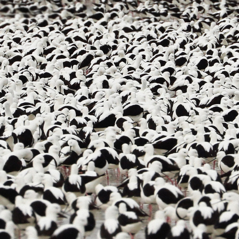 Hunderte schwarz-weiß gefiederte Vögel stehen dicht gedrängt im Wasser – eine fast hypnotische Szene, bei der Form und Muster miteinander verschwimmen. Ein symbolträchtiges Bild für das kollektive wie persönliche Empfinden, das Stella Donnelly auf ihrem Album „Flood“ thematisiert: Überforderung, Zusammenhalt und die Kraft individueller Stimmen im Strom des Lebens.