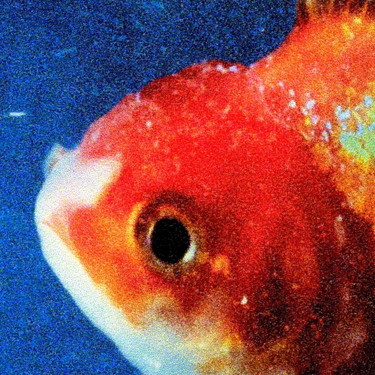 Nahaufnahme eines Goldfischs mit orangefarbenen Schuppen vor blauem Hintergrund.