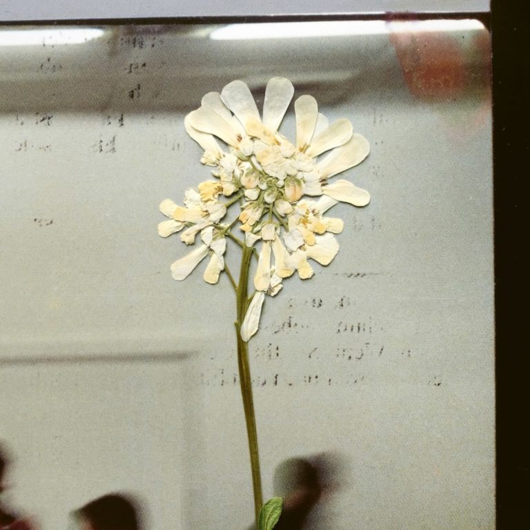 Albumcover von "Stereo Mind Game" von Daughter mit gepresster weiß-gelber Blume auf spiegelnder Oberfläche, vor unscharfem Hintergrund.