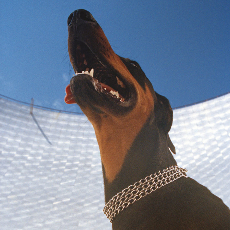 Albumcover von Overmonos „Good Lies“ zeigt einen Dobermann mit Kettenhalsband aus Froschperspektive vor klarem blauen Himmel und silbrigem Hintergrund.