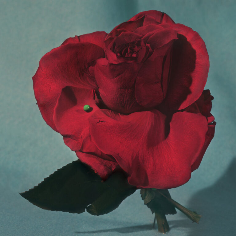 Albumcover von METZ „Up On Gravity Hill“ mit surrealer, roter Rose vor blassem Hintergrund, durchsetzt von grüner Stecknadel und Schattenwurf.
