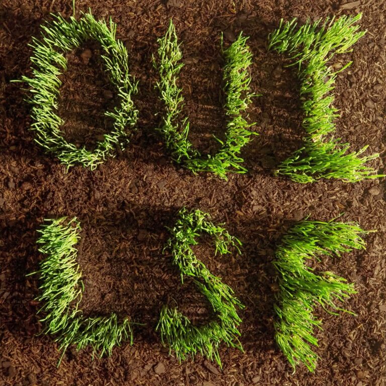 Cover des Albums „OUI, LSF“ von Les Savy Fav: der Titel besteht aus grünem Gras, das aus dunkler Erde wächst – Natur trifft DIY-Ästhetik.