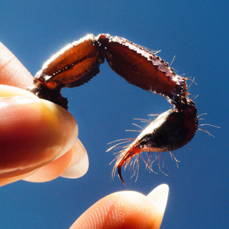 Makroaufnahme einer Insektenklaue, gehalten zwischen zwei Fingern vor klarem blauen Himmel – Cover des Albums „Cowards“ von Squid.
