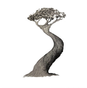 her tree – Singlecover „Heyya“: Elektronische Klangreise durch Dschungelgeräusche, Träume und poetische Soundlandschaften.