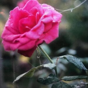 Pinke Rose mit Staub auf den Blättern – das Cover zur Single „Run“ von Fine, fotografiert von Ursula Marlee Marcussen.