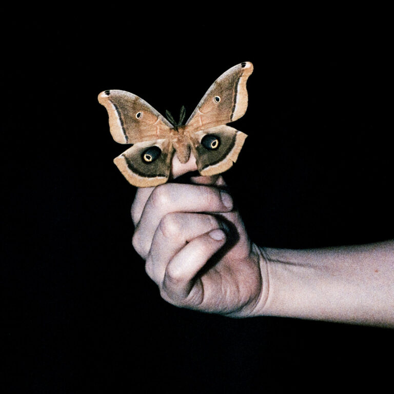Eine Hand hält einen großen Nachtfalter vor schwarzem Hintergrund, die Flügel sind goldbraun und wirken im Licht fast wie Papier.