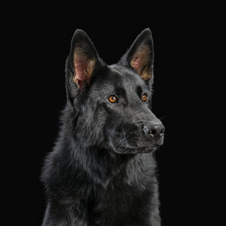 Porträt eines schwarzen Schäferhundes mit aufmerksamem Blick vor dunkel gehaltenem Hintergrund.