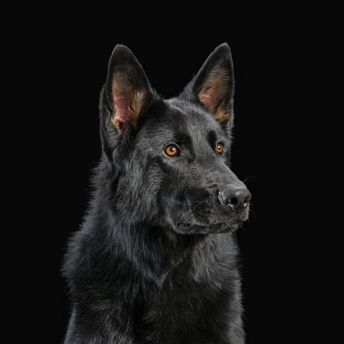 Porträt eines schwarzen Schäferhundes mit aufmerksamem Blick vor dunkel gehaltenem Hintergrund.