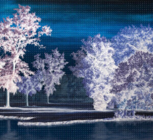 The Last Quiet Place