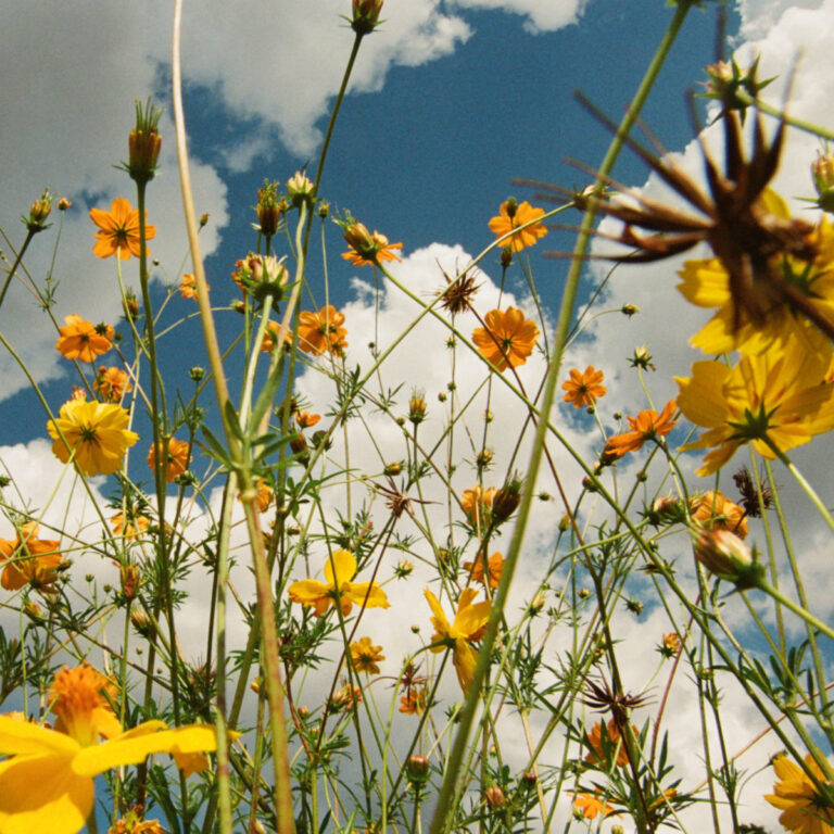 Frühlingsblumen im Sommerhimmel aus der Froschperspektive fotografiert mit gelb-orangefarbenen Kosmeen vor blau-weißen Wolken.