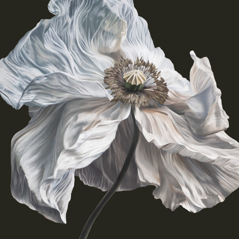 Eine filigrane, fast schon skulpturale weiße Mohnblüte blüht kontrastreich vor einem tiefschwarzen Hintergrund auf.
