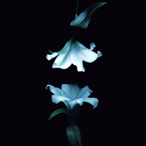 Nocturne